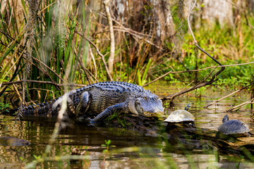 American Alligator sunbathing on logs with turtles in the Louisiana swamp.