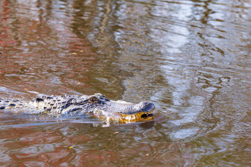 Wild American alligator (Alligator mississippiensis) in its natural habitat in the Louisiana swamps