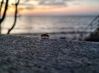 A woodlouse, a small terrestrial crustacean with a segmented body, crawls on a textured concrete...