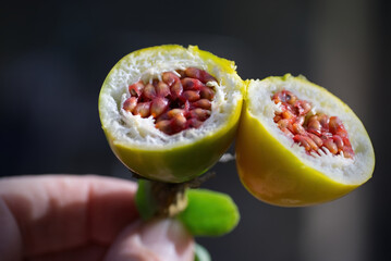 Showing the inside of a ripe yellow passion fruit