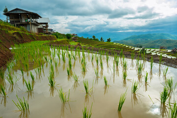 Beautiful landscape in the morning, rice terraces, Ban Pa Pong Piang Homestay, Chiang Mai, Thailand