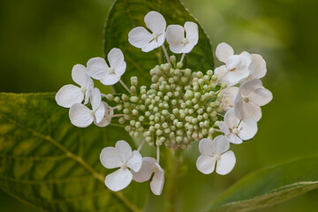 White bigleaf hydrangea in bloom. Hydrangea macrophylla. Also called mophead hydrangea or hortensia. White flower isolated on green natural background. Cluster of flowers. inflorescence. Leaf veins.