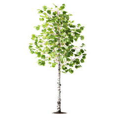 Fototapeta premium Isolated birch tree with green leaves on black background for botanical use