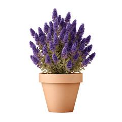 Naklejka premium Charming lavender plant in a ceramic pot against a stark black backdrop providing contrast