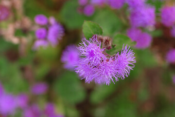 Purple annual ageratum flowers - close up