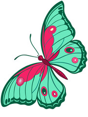 butterfly vector illustration