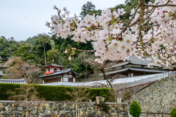 A serene Japanese temple nestled on a hillside and by vibrant cherry blossoms in Minoh National Park, Osaka, Japan.