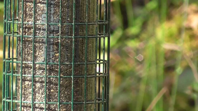Marsh Tit (Poecile palustris) Feeding on a Nyjer Seed Feeder