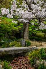 Cherry blossoms in full bloom arch over a stone bridge spanning a pond covered in fallen leaves near Shitenno-ji Temple in Osaka, Japan. A tranquil Japanese garden scene. 