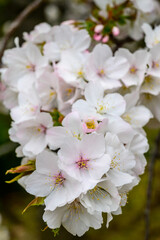 Closeup of pristine white cherry blossoms with light pink centers, symbolic of spring in Japan. These delicate flowers, sakura, represent renewal and beauty.