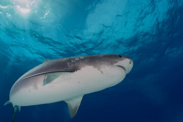 Naklejka premium Tiger Shark at Tiger Beach, Bahamas 