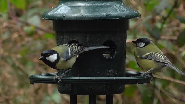Great Tits, Blue Tits, Marsh Tits, and Coal Tits on a Bird Seed Feeder