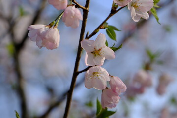 cherry blossom in spring at Riverdale Park in Toronto