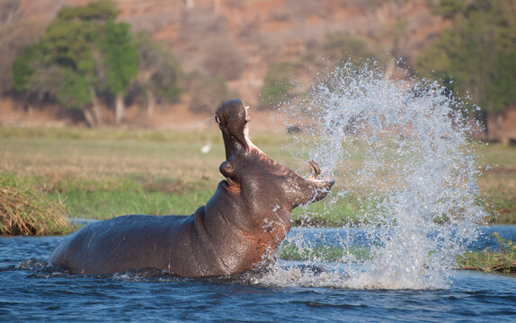  A very angery hippopotamus on the Zambezi river in  Chobe National Park, Botswana, Africa..