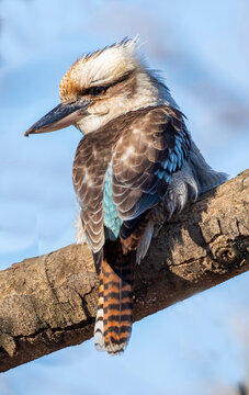 Blue winged kookaburra in outback New South Wales.
