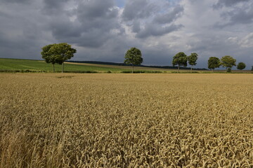 Feld und Ausblick zwischen Hildesheim und Salzgitter
