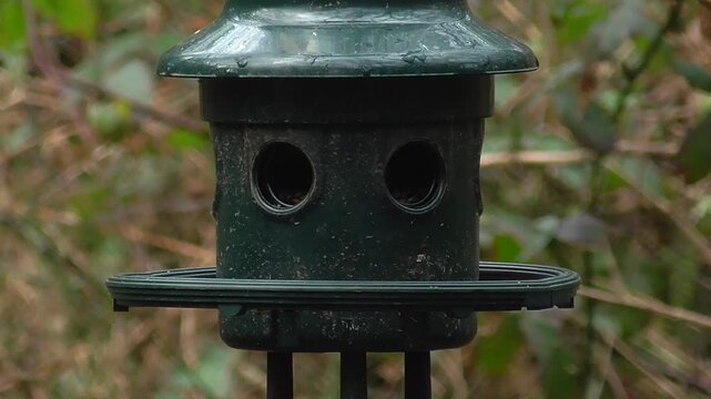 Small Birds Feeding on a Bird Seed Feeder in UK - Tits and Siskins