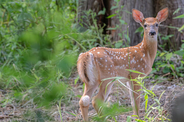 Fawn in the forest looking at the camera.