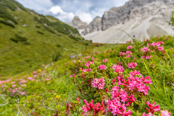 Obraz premium Alps mountains scenic landscape in summer. Austrian Alps scenery trekking path in Lechtal, Lechtaler Alps near Landeck Zams and Sankt Anton alpine village. Green mountain valleys rocky peaks and lake