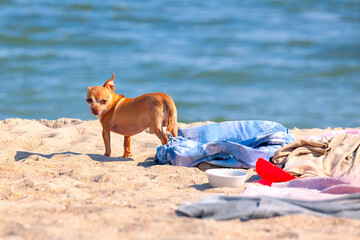 Small chihuahua stands alertly on the sandy beach, near the water's edge. Small dog watches the...