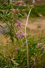 pink desert willow (chilopsis linearis) flowers at zion national park utah during summer time