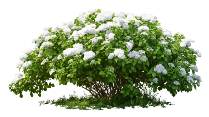 A cutout hydrangea with white flowers, isolated on a white background. A bush perfect for garden design or landscaping. High-quality clipping mask.