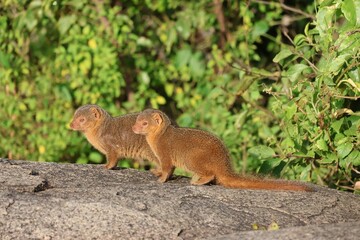Two Mongooses in the Serengeti