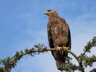 A steppe eagle is on the tree