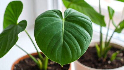 Close-up of a vibrant green heart-shaped leaf