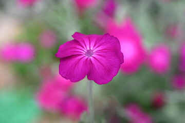 close up of pink flower