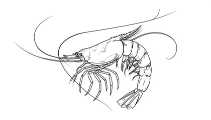Black and white shrimp illustration