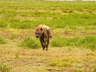 A hyena walking around the Serengeti