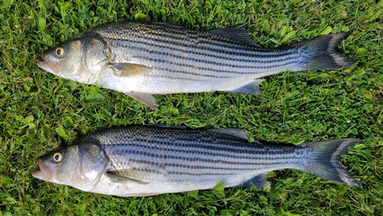 Two large striped bass lying on the green grass, the scene highlights the success of fishing and the generosity of nature.