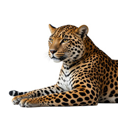 Fototapeta premium Majestic Leopard Close up of a Recumbent Adult Leopard with Detailed Spots and Intense Gaze