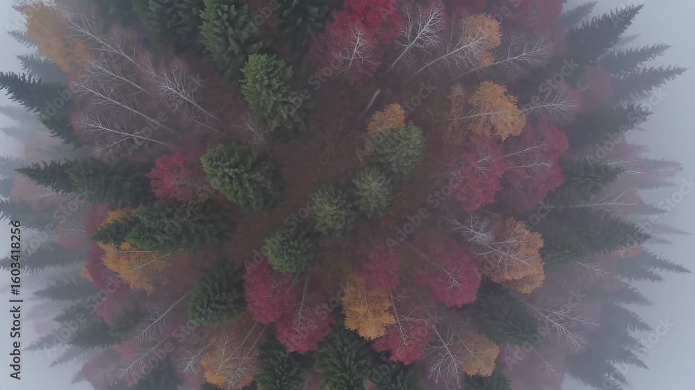 Poster abstract video still with a blurred, top-down view of a flower. soft focus and muted colors create a