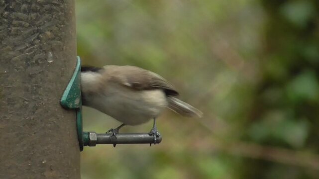Marsh Tits (Poecile palustris) on a Seed Feeder