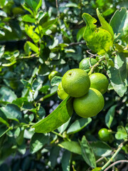 The lemon tree produces a pointed oval yellow fruit. Botanically this is a hesperidium, a modified berry with a tough, leathery rind. The rind is divided into an outer colored layer or zest, which is 