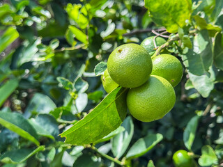 The lemon tree produces a pointed oval yellow fruit. Botanically this is a hesperidium, a modified berry with a tough, leathery rind. The rind is divided into an outer colored layer or zest, which is 