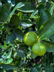 The lemon tree produces a pointed oval yellow fruit. Botanically this is a hesperidium, a modified berry with a tough, leathery rind. The rind is divided into an outer colored layer or zest, which is 