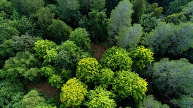 An inviting perspective of bright green canopy tops, illustrating the lushness and vitality of the forest while amplifying the beauty of nature from above.