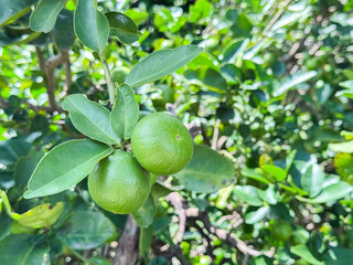 The lemon tree produces a pointed oval yellow fruit. Botanically this is a hesperidium, a modified berry with a tough, leathery rind. The rind is divided into an outer colored layer or zest, which is 
