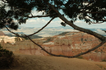 View of Bryce canyon red geological cliffs and hoodoos through a large leaning tree
