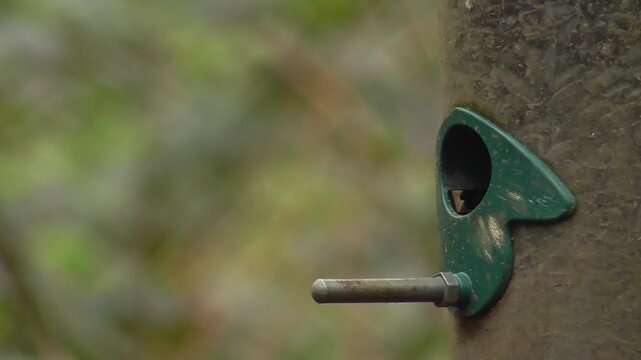 Coal Tit (Periparus ater) and Marsh Tit on a Bird Seed Feeder