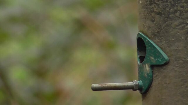 Coal Tit (Periparus ater) Bird Feeding on a Sunflower Hearts Seed Feeder