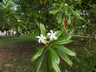 Flowers of Cerbera manghas tree or sea mango tree, white petals flower