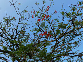 Delonix regia or flame tree, with clear blue sky background, view from below