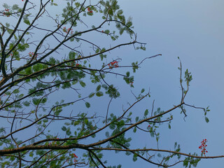 Delonix regia or flame tree, with clear blue sky background, view from below