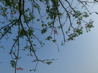 Delonix regia or flame tree, with clear blue sky background, view from below