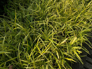 Banana boat sedge, yellowish color leaves of Carex siderosticta, ornamental grass at garden