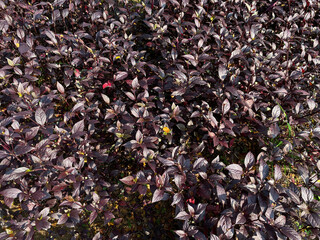 Bloodleaf or Iresine plant in group, dark red colored leaves, view from above